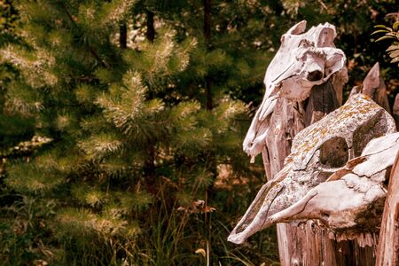 mystical place with dead heads for magic ritualsの写真素材