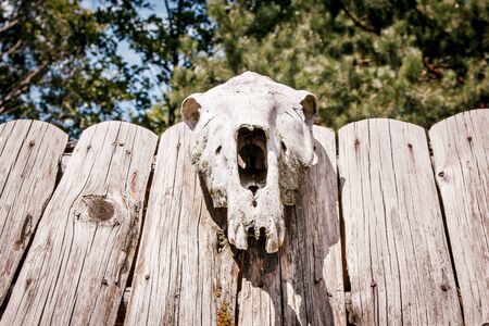 mystical place with dead heads for magic ritualsの写真素材