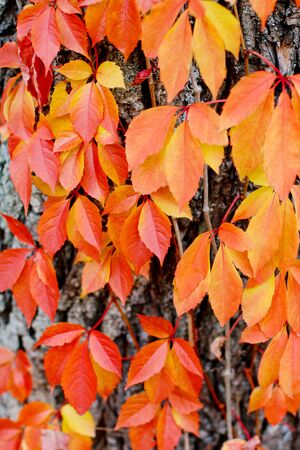 bright autumn leaves, warm autumn, magic lightの写真素材
