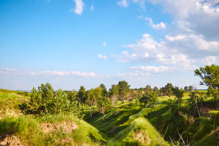 spring field with trees in a hilly areaの写真素材