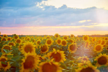 warm summer evening on a field of sunflowers with sun raysの写真素材