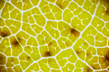 beautiful autumn leaf patterns under the microscopeの写真素材