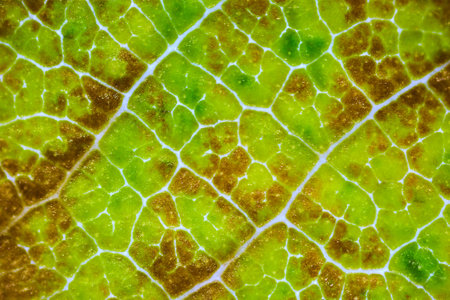 beautiful autumn leaf patterns under the microscopeの写真素材