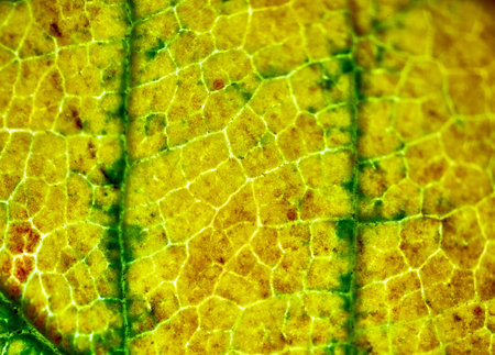 beautiful autumn leaf patterns under the microscope