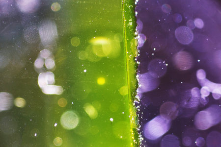 amazing inhabitants of the microworld under a microscopeの写真素材