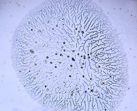 amazing inhabitants of the microworld under a microscopeの写真素材