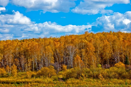 Landscape, autumn, birch, and the sky overcast.の写真素材