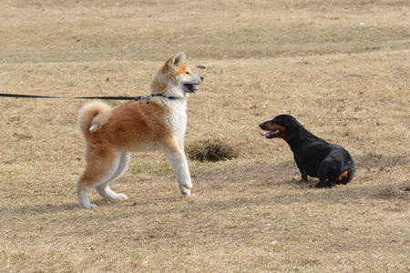 	two dogs on the lawn
