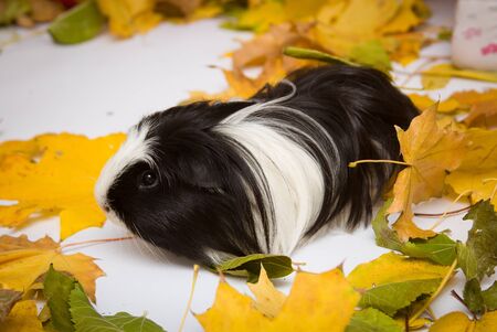 guinea pig
