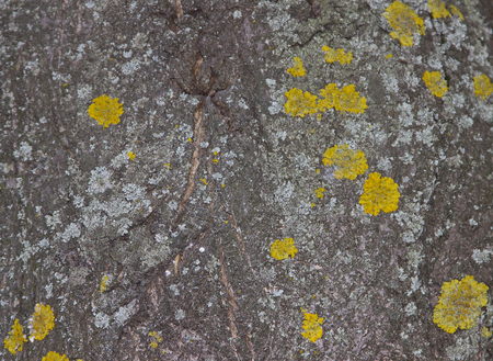 wood texture of maple barkの写真素材