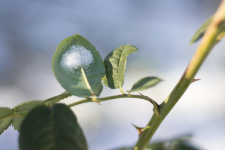 green rose branchの写真素材