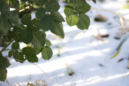 green rose branchの写真素材
