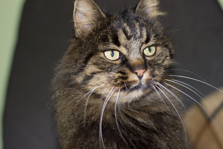 green-eyed catの写真素材