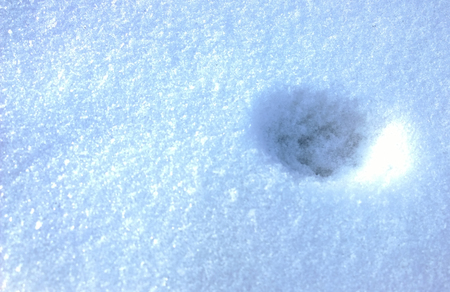 animal paw print on white fluffy snowの写真素材