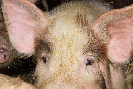 Agriculture. adult purebred pig on a livestock farmの写真素材
