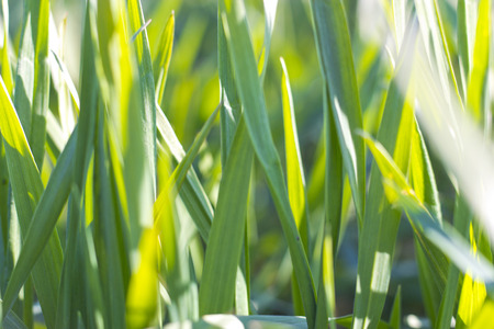 spring came. green shoots of winter wheat