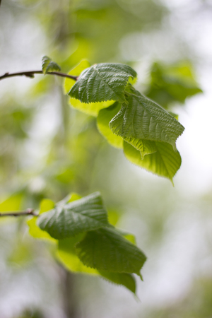 spring landscape. bright spring green leaves covering plantsの写真素材