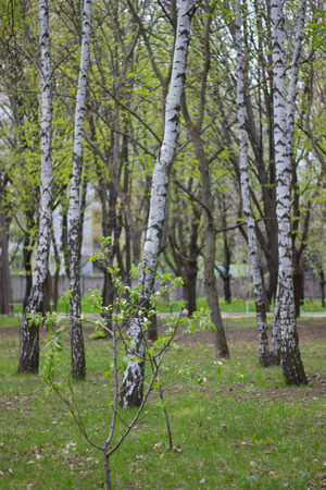 spring city park. birch covered with spring green foliageの写真素材
