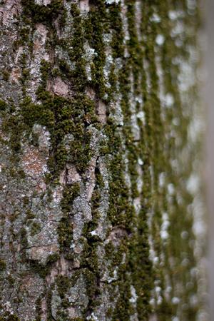 spring city park. birch covered with spring green foliageの写真素材
