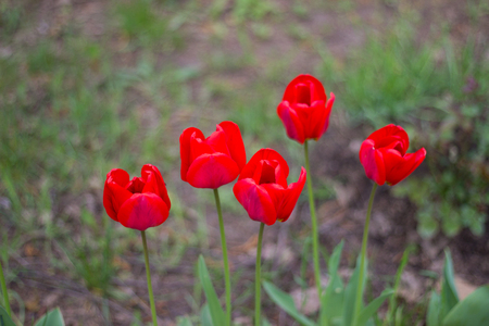 spring flowers. bright red tulips blooming on a flowerbed in a city parkの写真素材