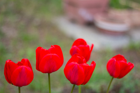 spring flowers. bright red tulips blooming on a flowerbed in a city parkの写真素材