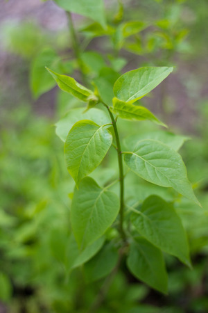 spring landscape. bright spring green leaves covering plantsの写真素材