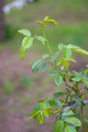 spring landscape. bright spring green leaves covering plantsの写真素材