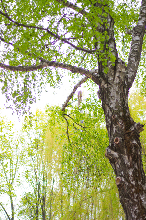 spring forest trees covered with spring green foliageの写真素材
