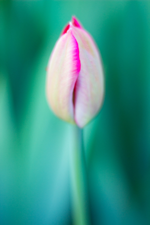 spring flowers beautifulの写真素材