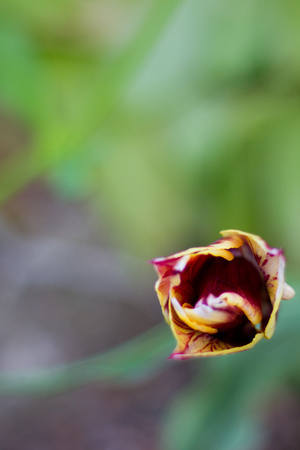 spring flowers beautifulの写真素材