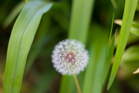 white dandelion sleeping in high green grassの写真素材
