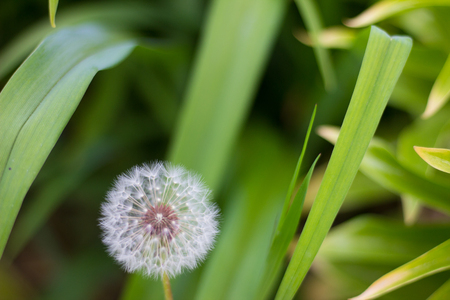 white dandelion sleeping in high green grassの写真素材