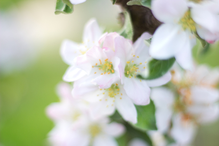 apple branch covered with delicate pink flowersの写真素材