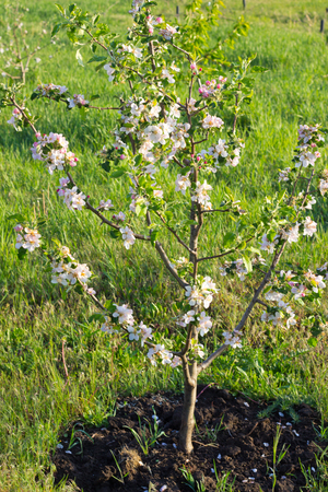 apple tree covered with spring foliage and flowersの写真素材