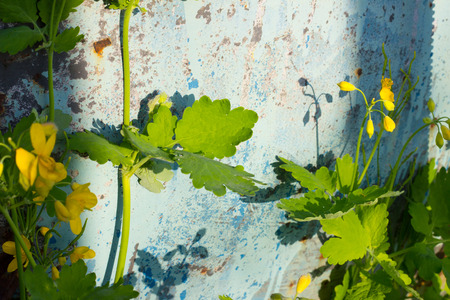 a twig of green paintの写真素材
