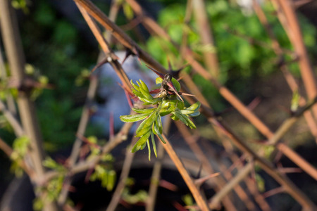 green shoots of wild grapes on a white wall backgroundの写真素材