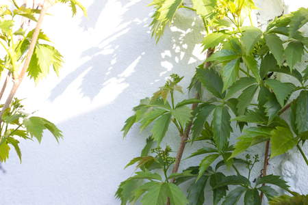 green shoots of wild grapes on a white wall backgroundの写真素材