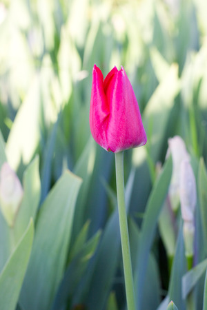 spring flowers beautifulの写真素材
