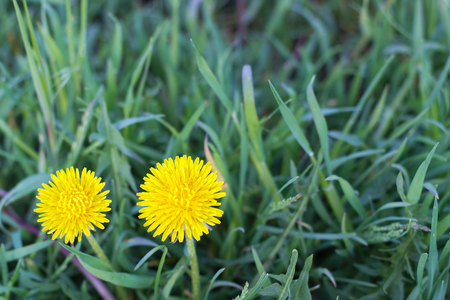 yellow dandelion flowersの写真素材