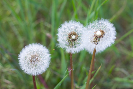 white fluffy dandelionの写真素材