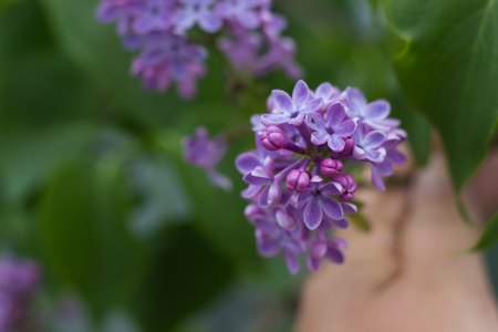 blooming branch of lilacの写真素材