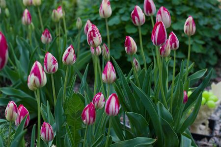 Beautiful pink and white tulips growing in a city parkの写真素材