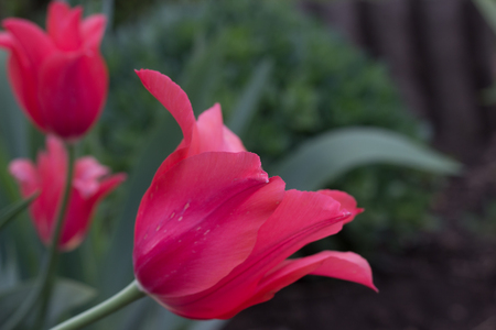 blooming bud of a bright red tulip with delicate petalsの写真素材