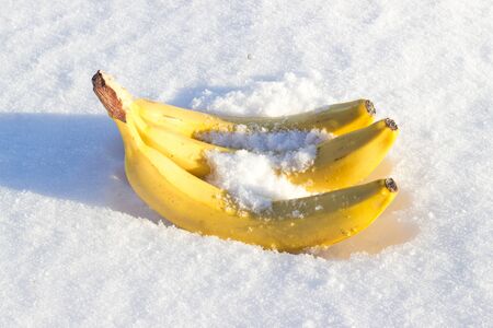 three bananas in white snowの写真素材