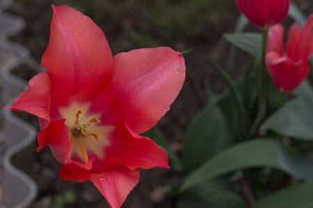 bud of a beautiful red garden flowerの写真素材
