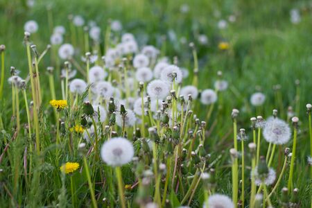 green forest glade covered with white fluffy dandelionsの写真素材