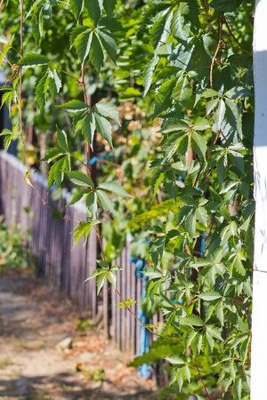 green grapes encircling an old wooden fenceの写真素材