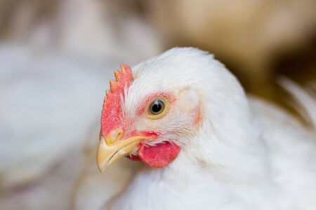 beautiful white chicken on a rural farm