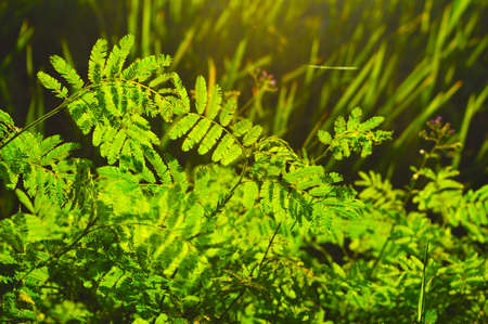 Wild Plantの写真素材