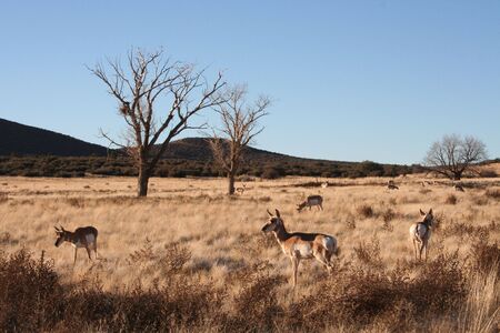 Pronghorn antelope in Arizona grasslandsの写真素材
